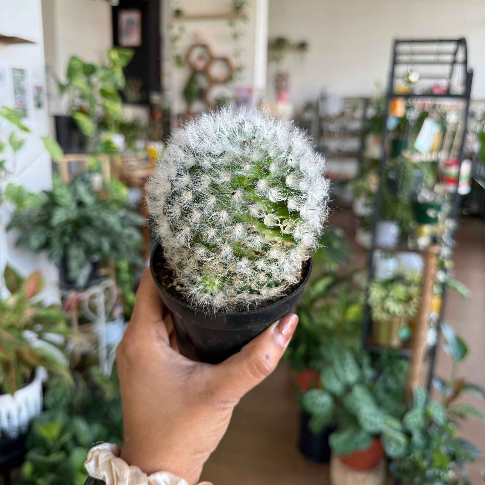 Mammillaria Bocasana