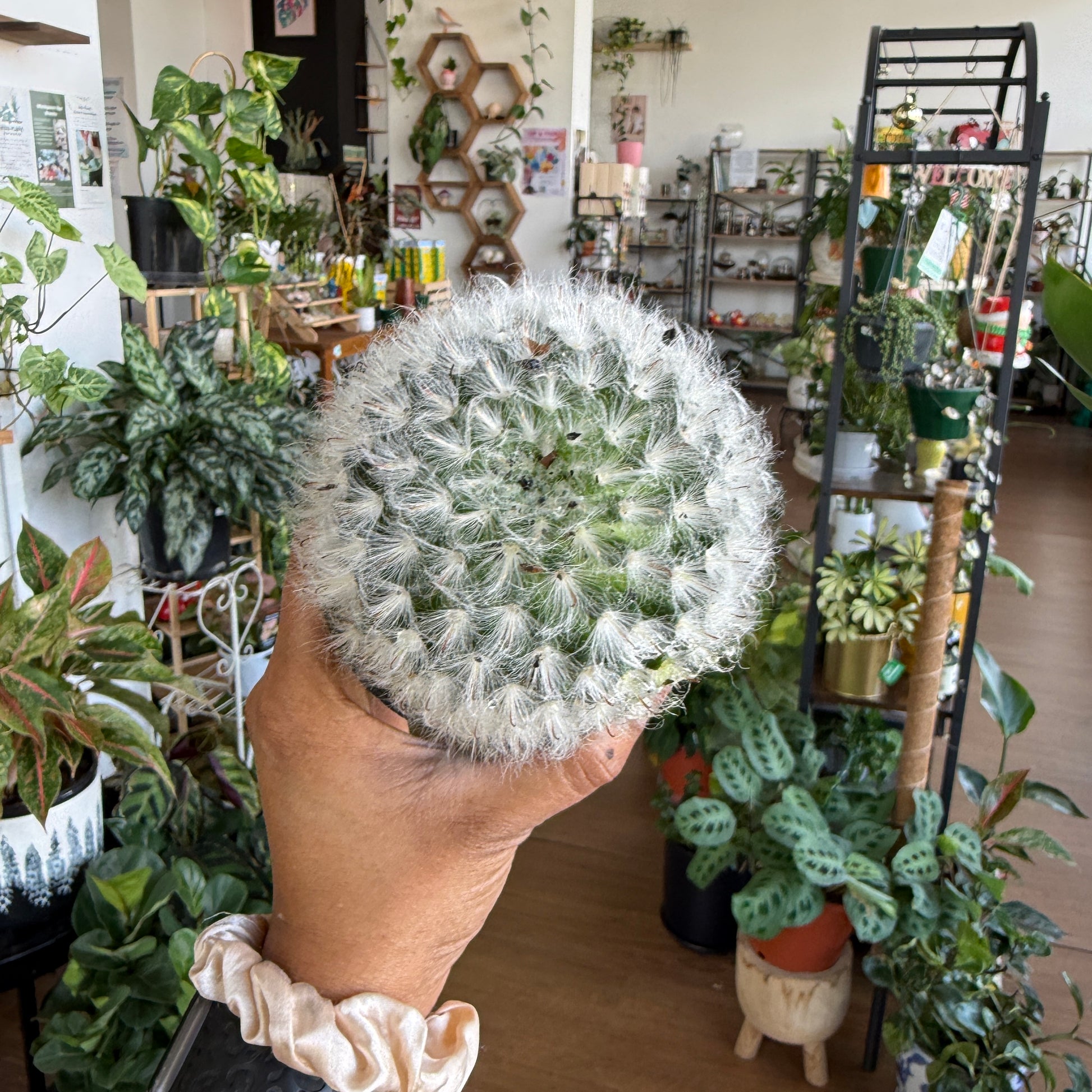 Mammillaria bocasana Powder Puff Cactus soft white spines Sydney