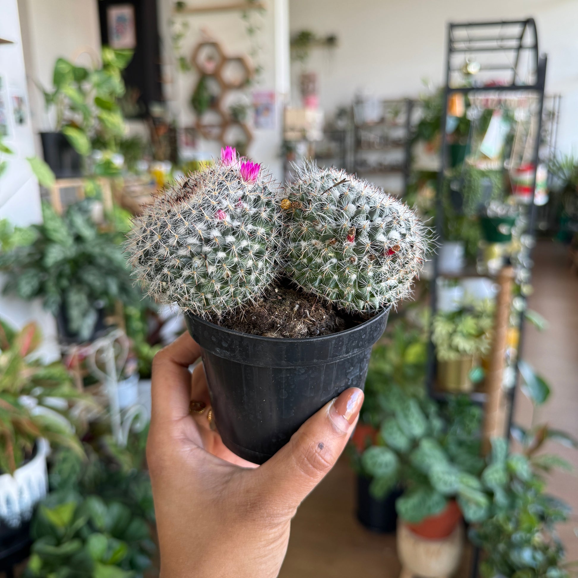 Mammillaria Cactus