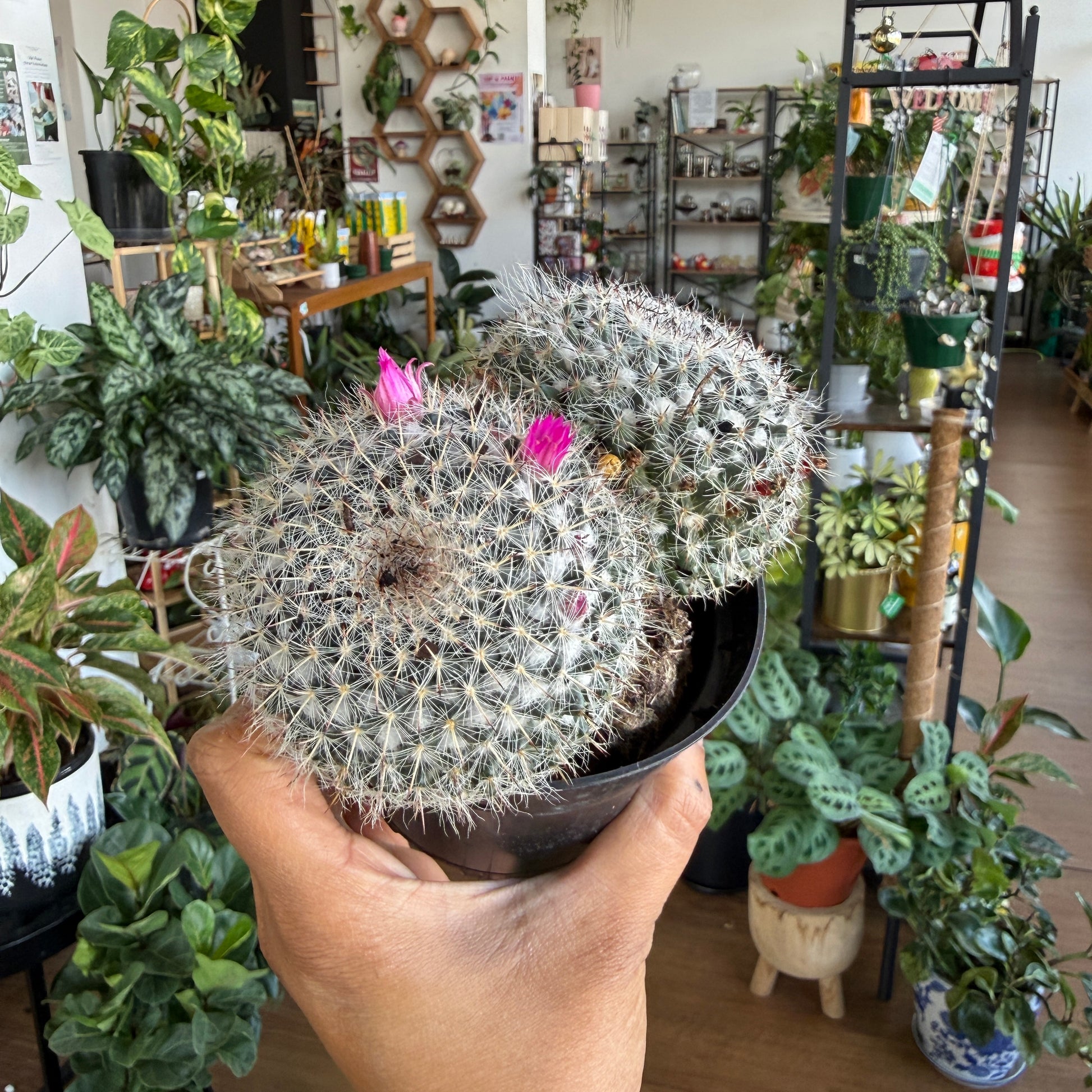 Mammillaria cactus small round succulent variety Sydney