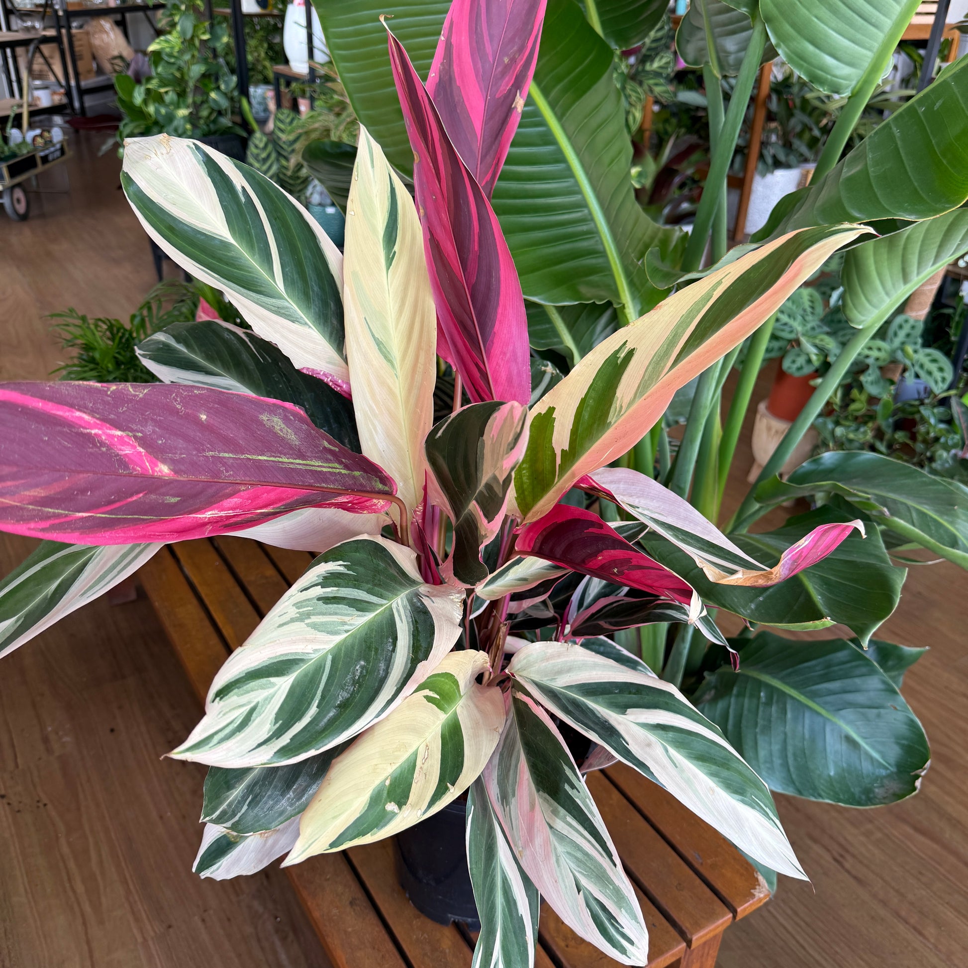 Stromanthe triostar tricolour pink green cream leaves indoor plant Sydney