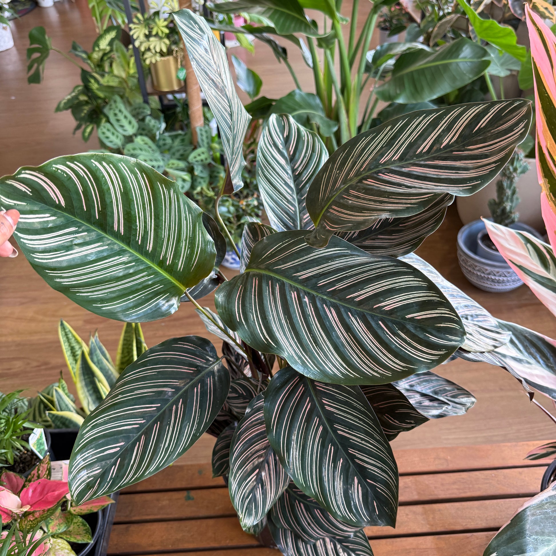 Calathea sanderiana pinstripe leaves indoor plant Sydney