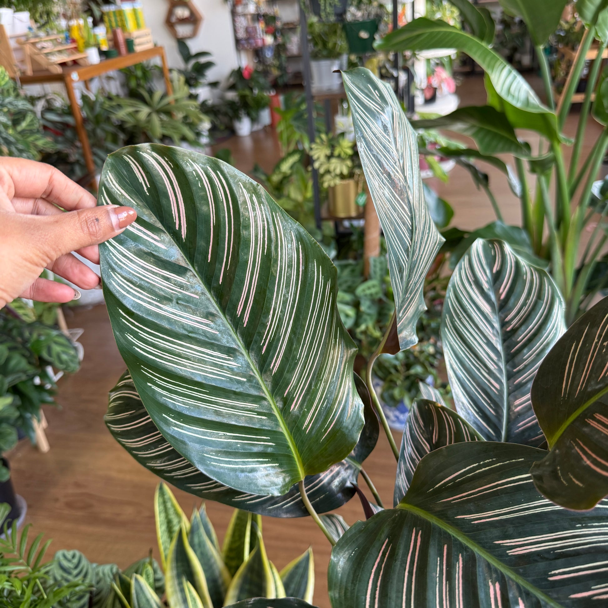 Calathea Sanderiana