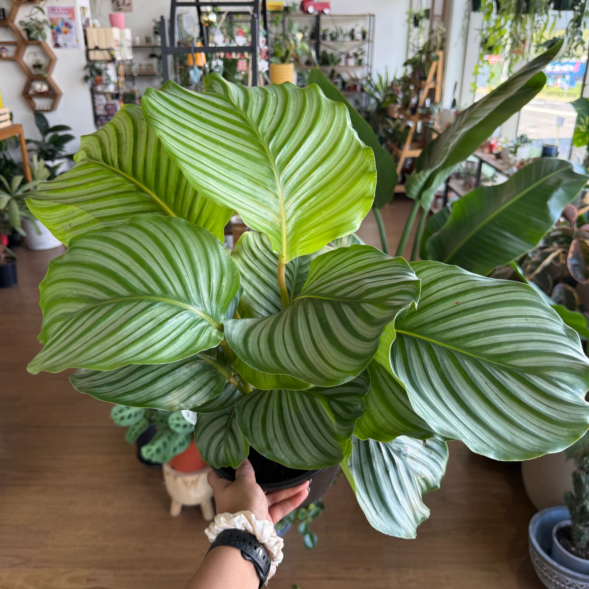 Calathea Orbifolia