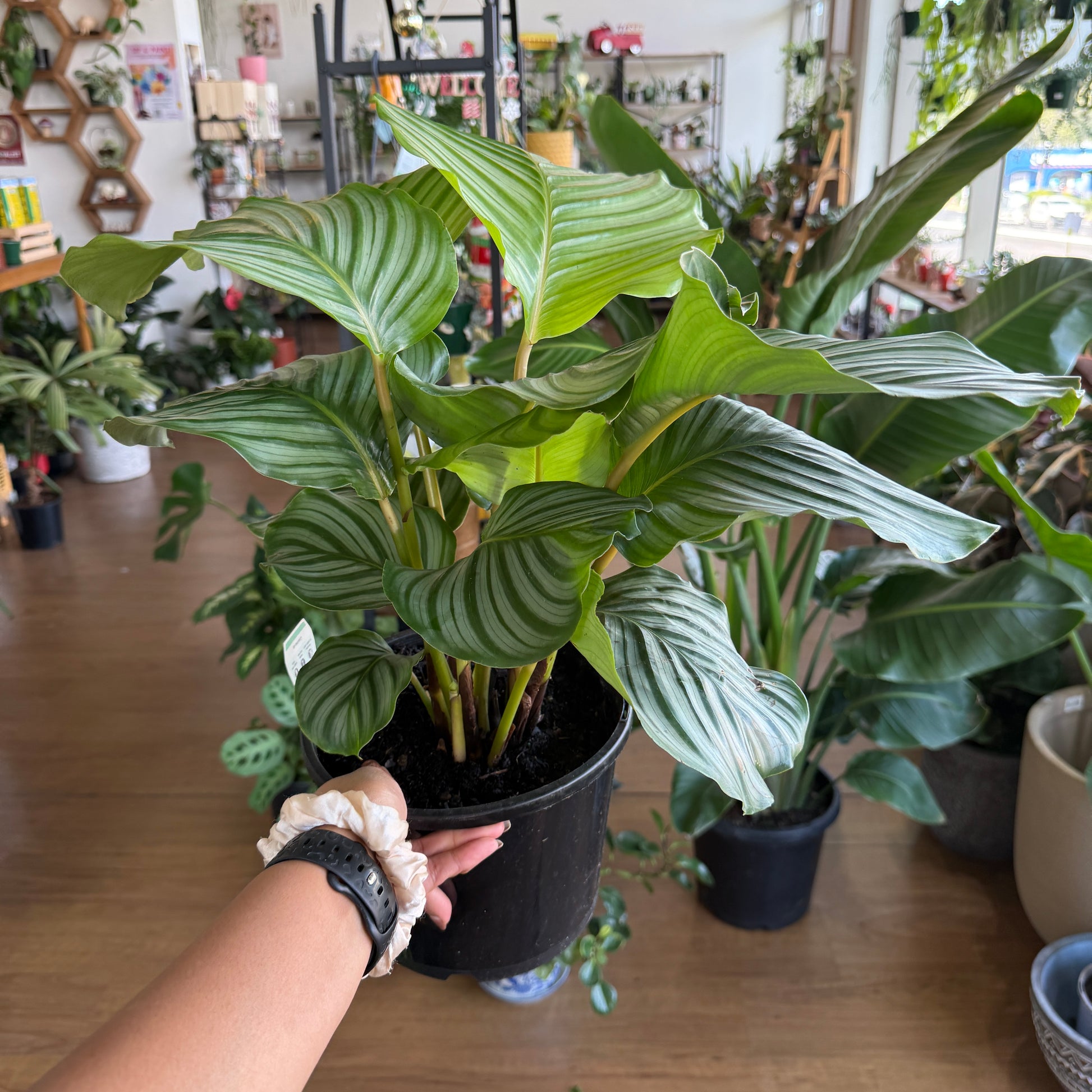 Calathea Orbifolia