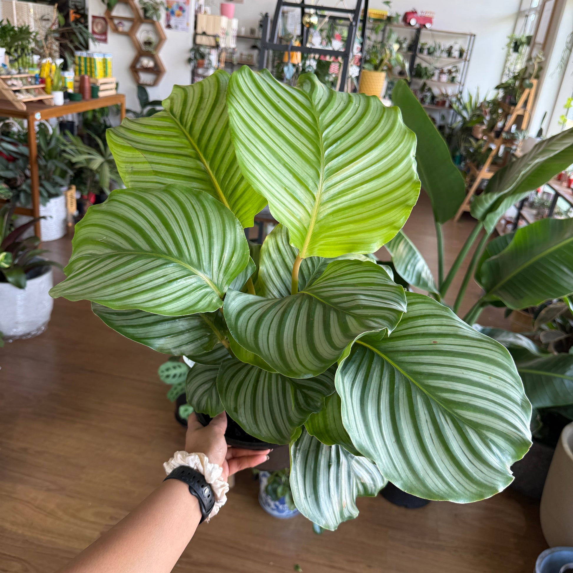 Calathea orbifolia large round striped leaves indoor plant Sydney