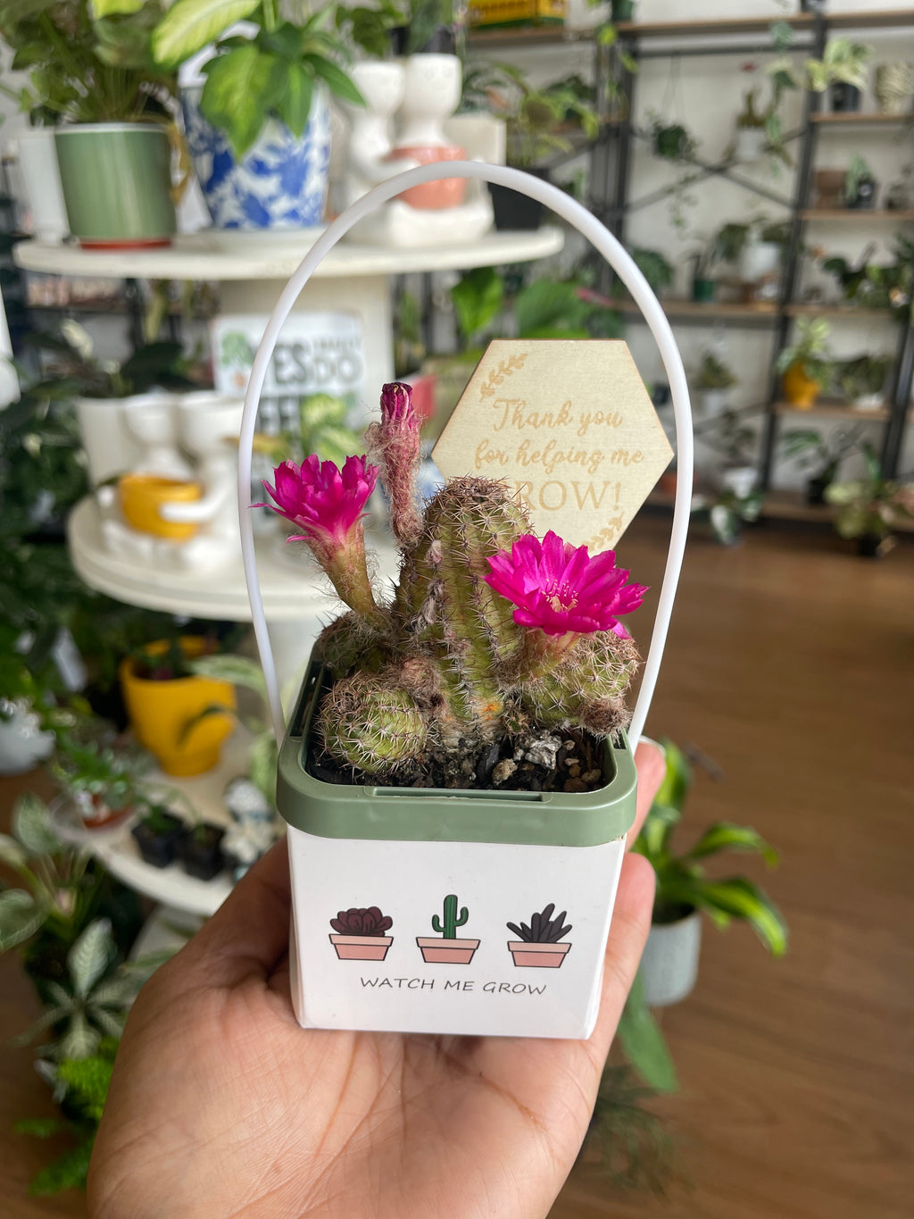 bougainvillea-pretty-pink-pick-up-only