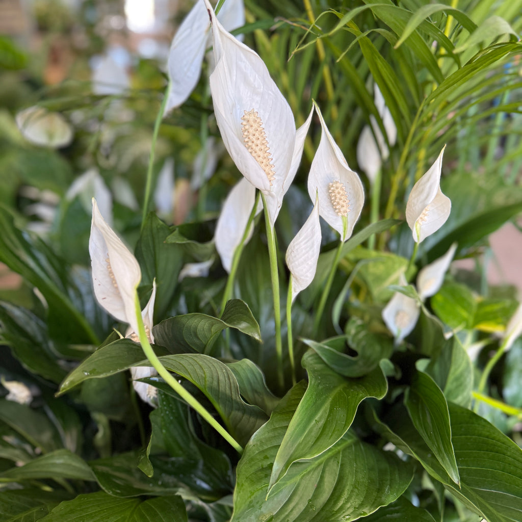 Peace Lily (Spathiphyllum)