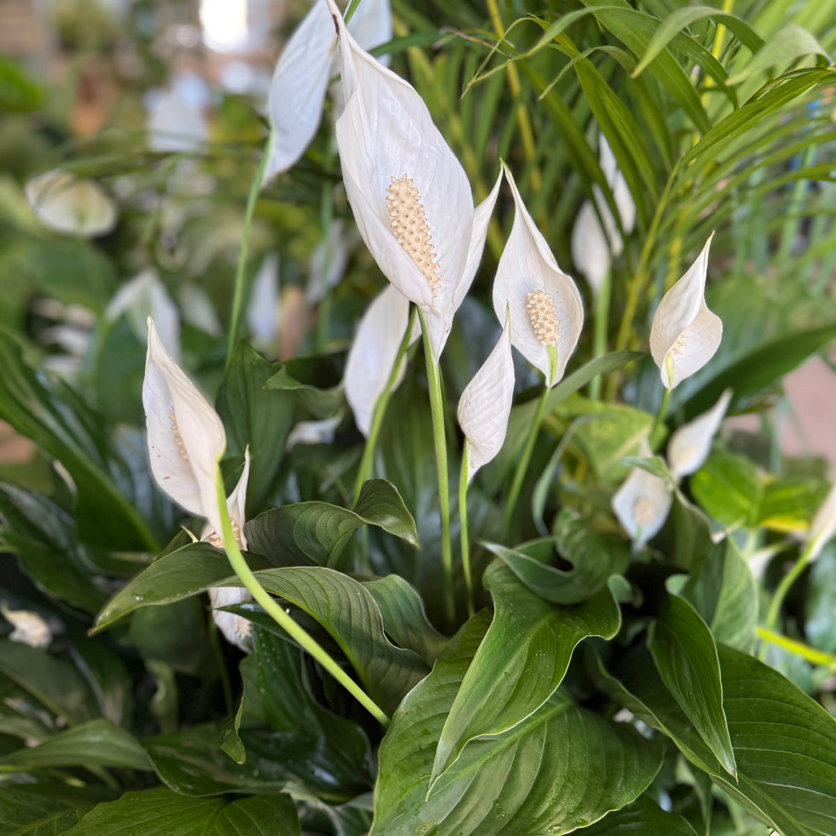 Peace Lily (Spathiphyllum)