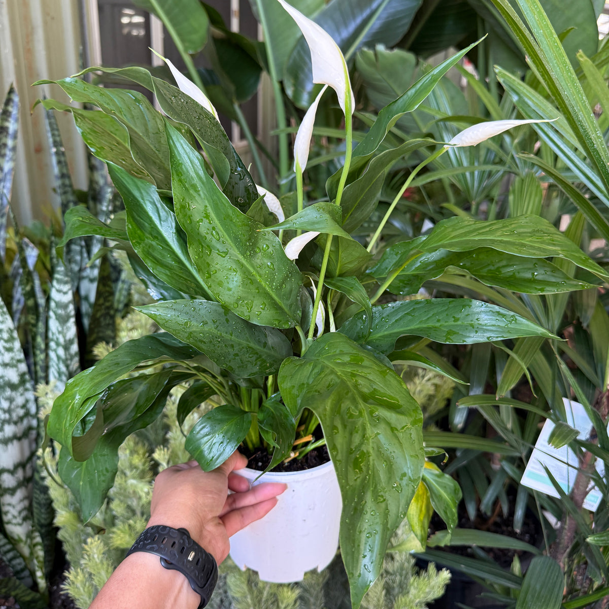 Peace Lily plant with glossy green leaves and white flowers in indoor pot