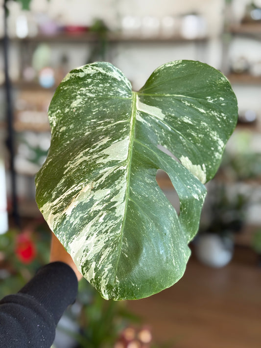 Monstera Albo Borsigiana Cutting C
