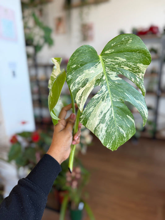 Monstera Albo Borsigiana Cutting B