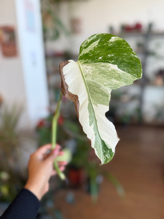 Monstera Albo Borsigiana Cutting D