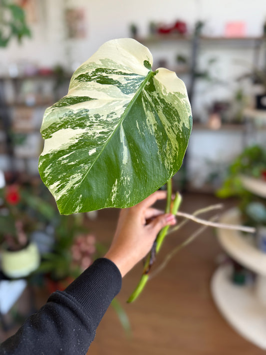 Monstera Albo Borsigiana Cutting A