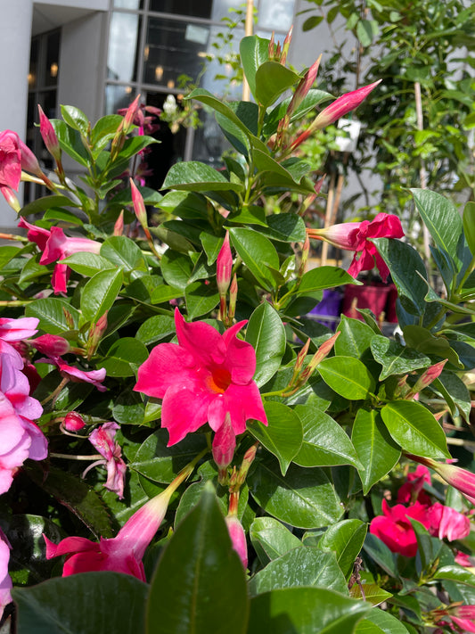 Mandevilla Pretty Rose Rose (200mm Pick up only) - Wera Plants