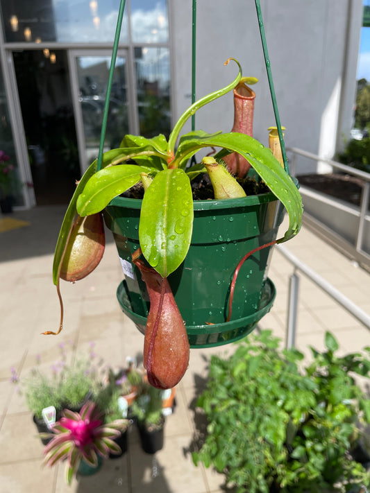 Nepenthes 14cms Pot - Wera Plants