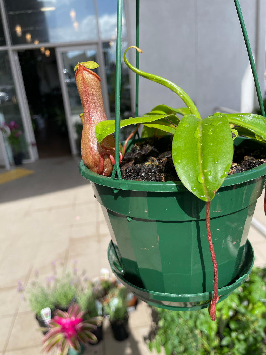Nepenthes 14cms Pot - Wera Plants
