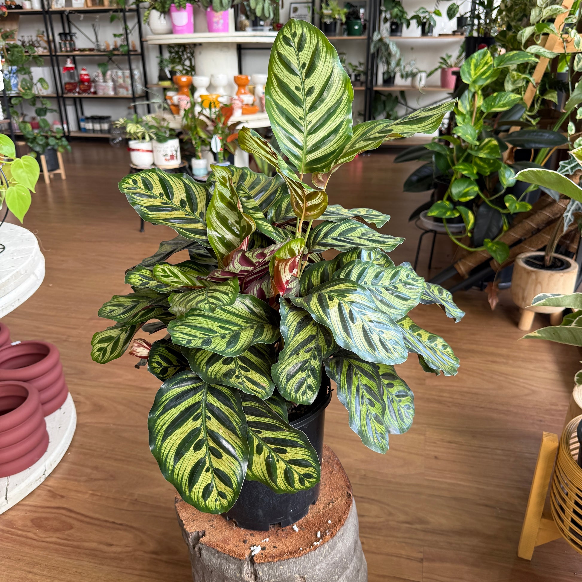 Calathea Makoyana 'Peacock Plant'