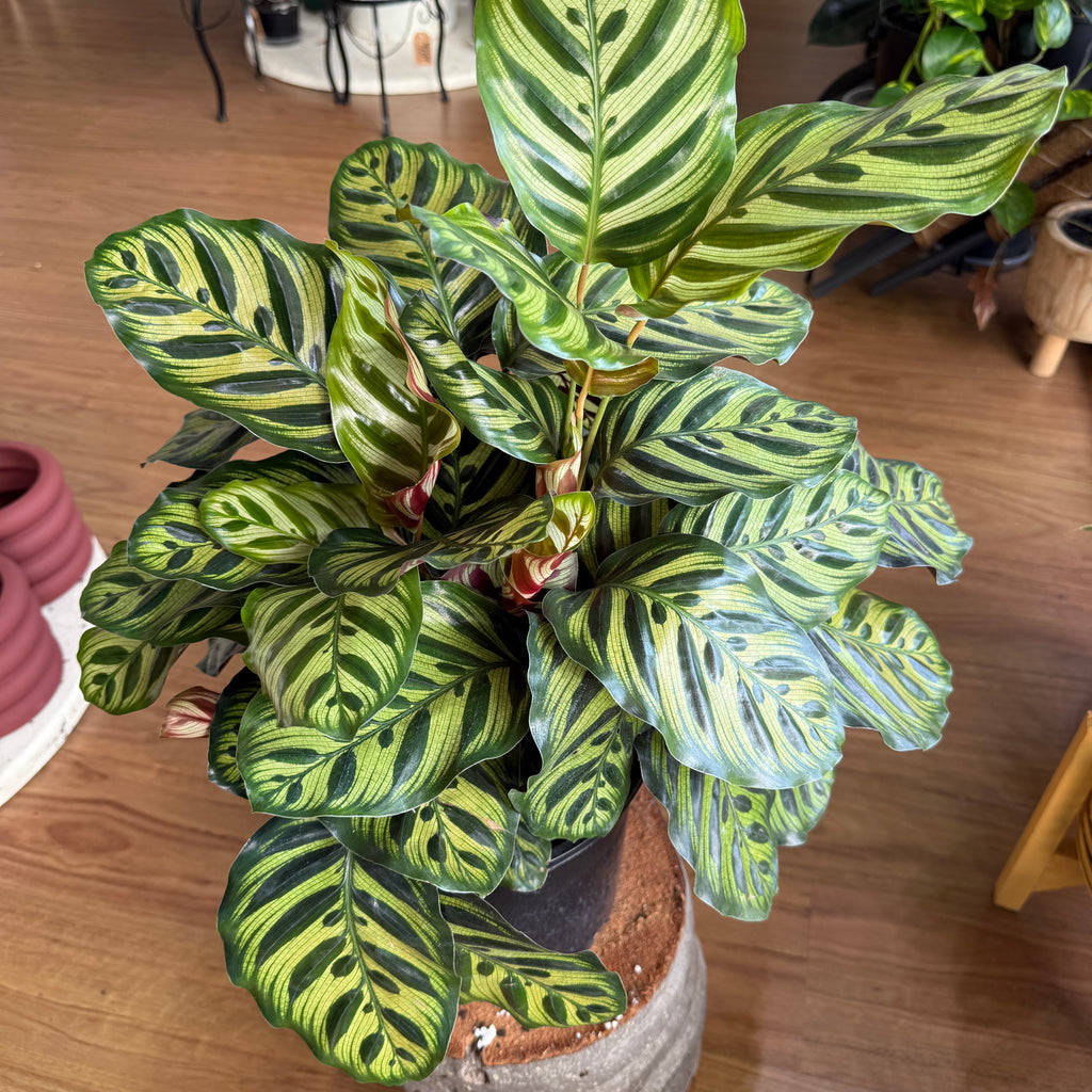 Calathea Peacock plant with green patterned leaves and purple undersides in indoor pot