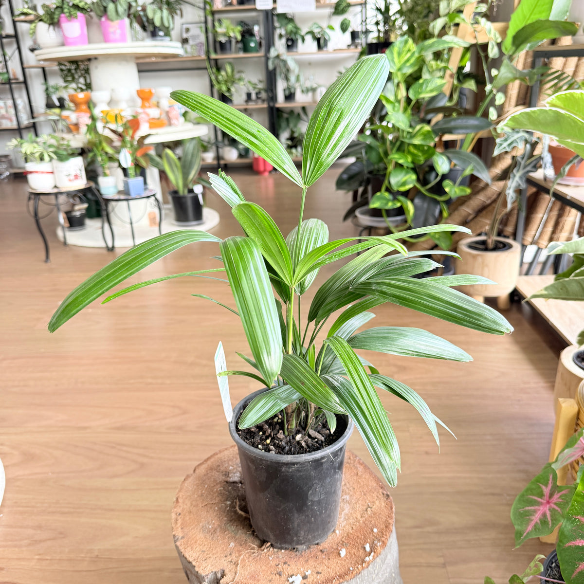 Rhapis Excelsa 'Lady Palm'