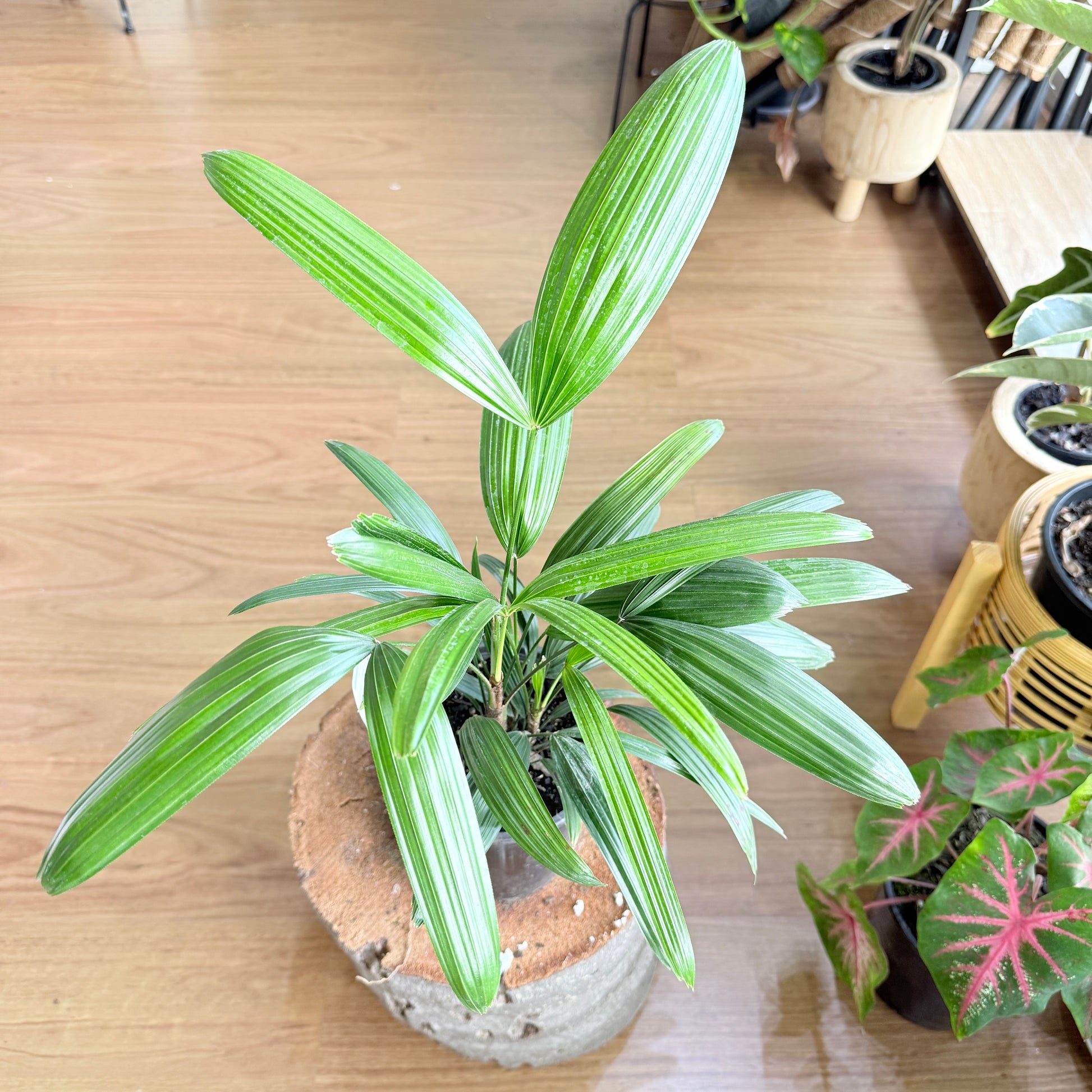 Rhapis Excelsa 'Lady Palm'