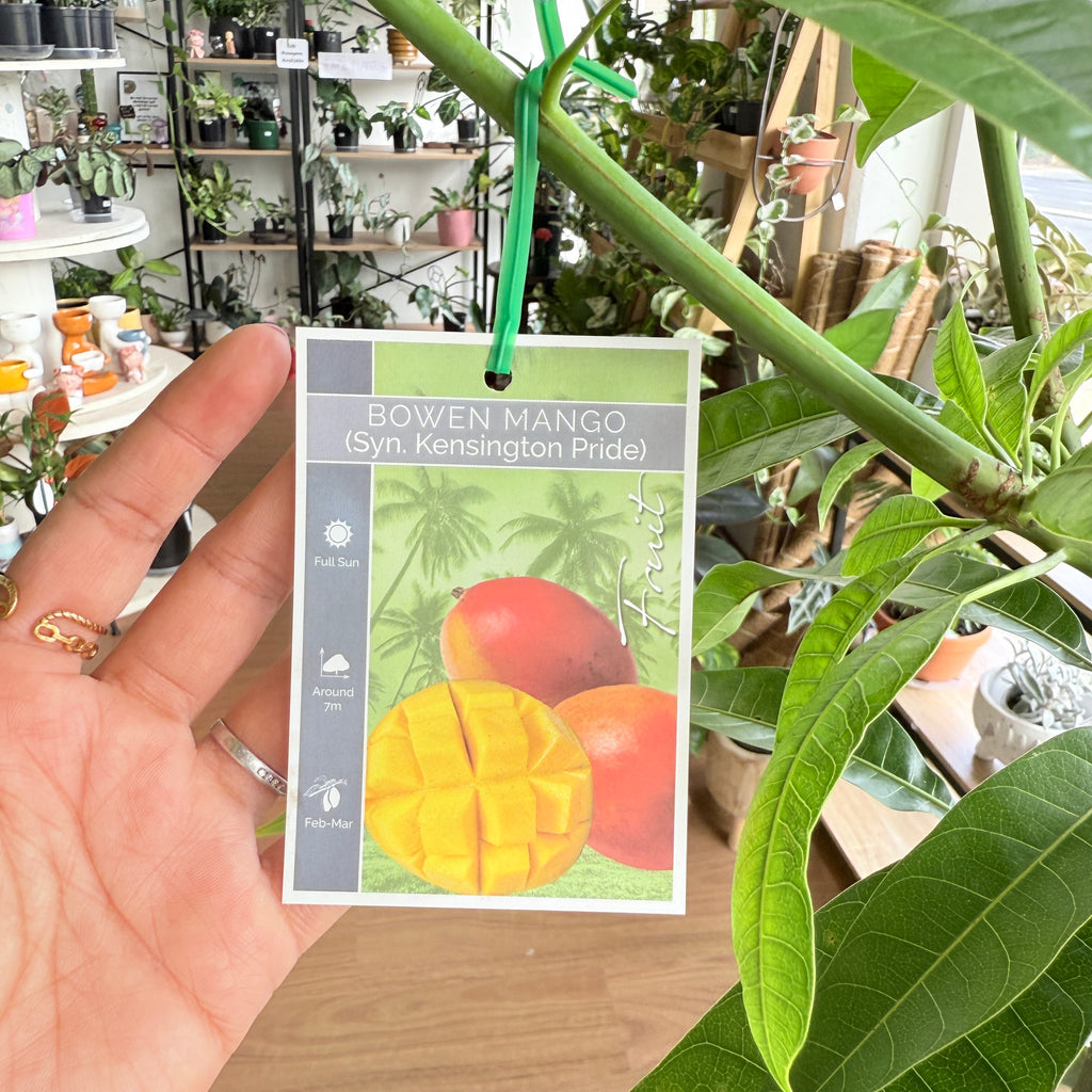 Kensington Pride mango tree with green leaves and developing mango fruit