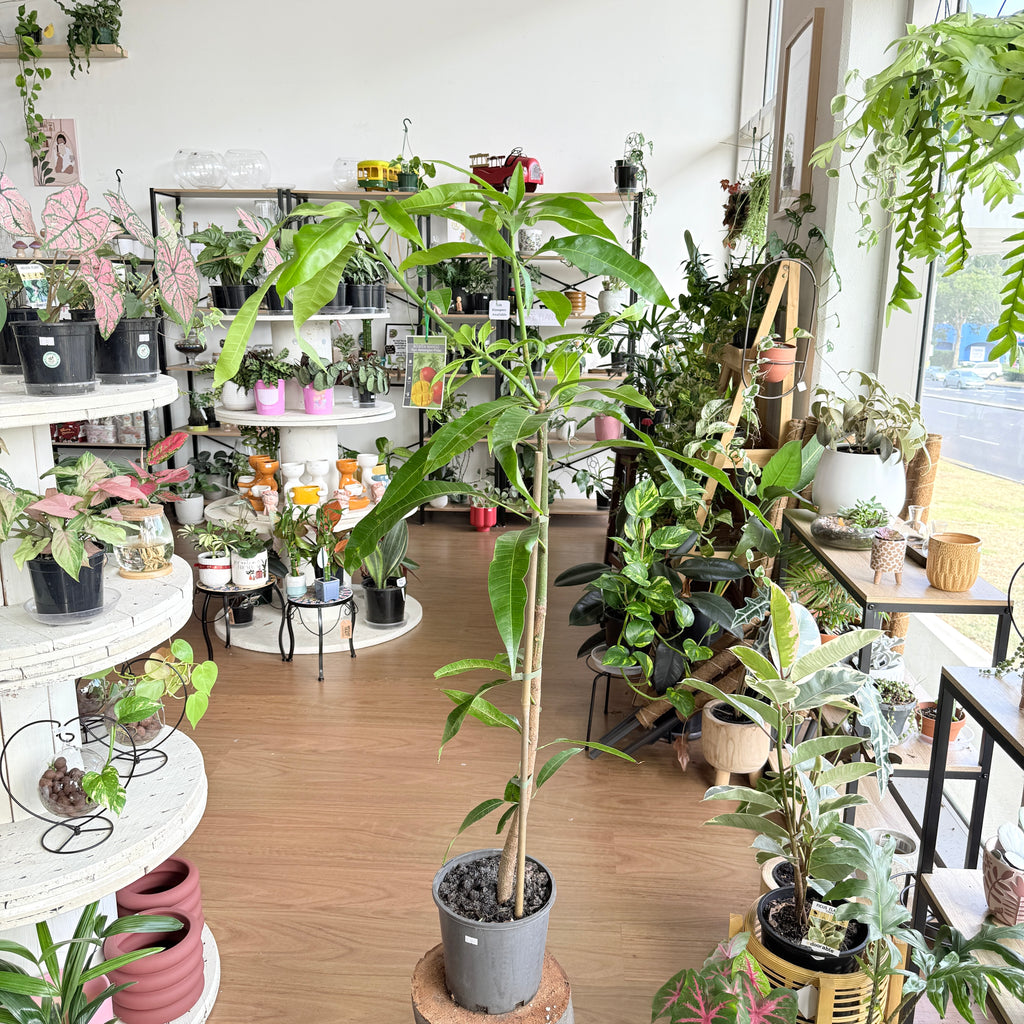 Mangifera indica ‘Kensington Pride’ Mango Plant