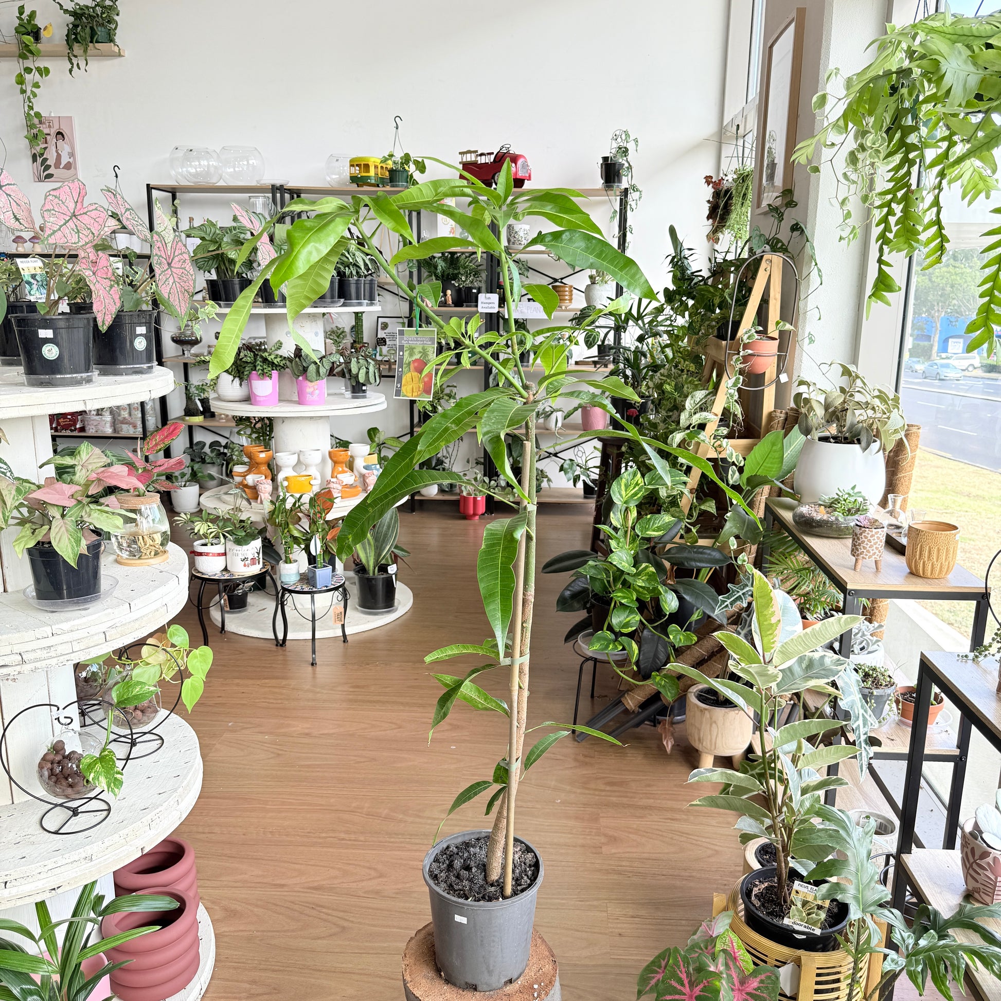 Mangifera indica ‘Kensington Pride’ Mango Plant