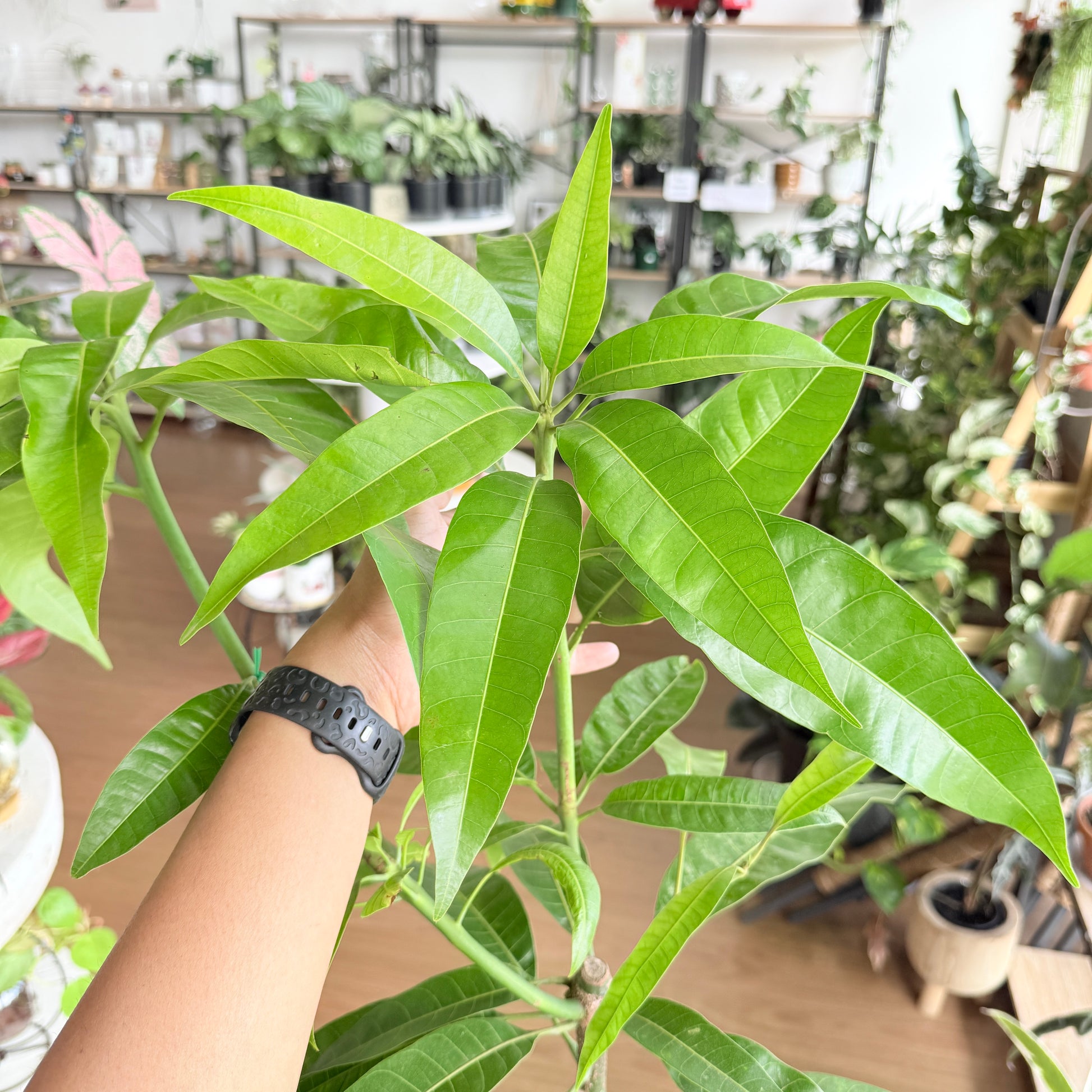 Mangifera indica ‘Kensington Pride’ Mango Plant