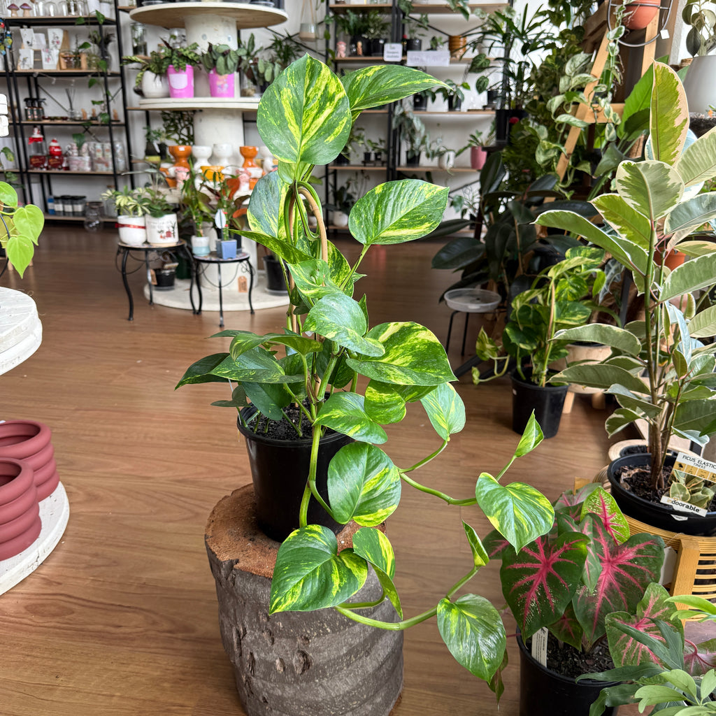 Devil’s Ivy Epipremnum aureum trailing indoor plant with green variegated leaves