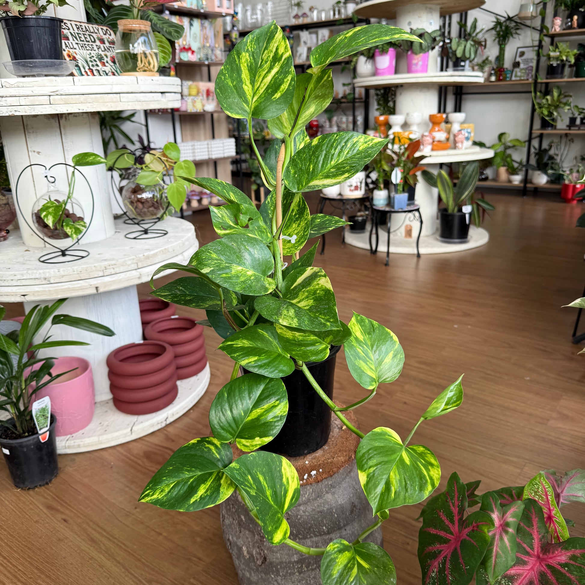 Epipremnum Aureum 'Devil’s Ivy' Golden Pothos