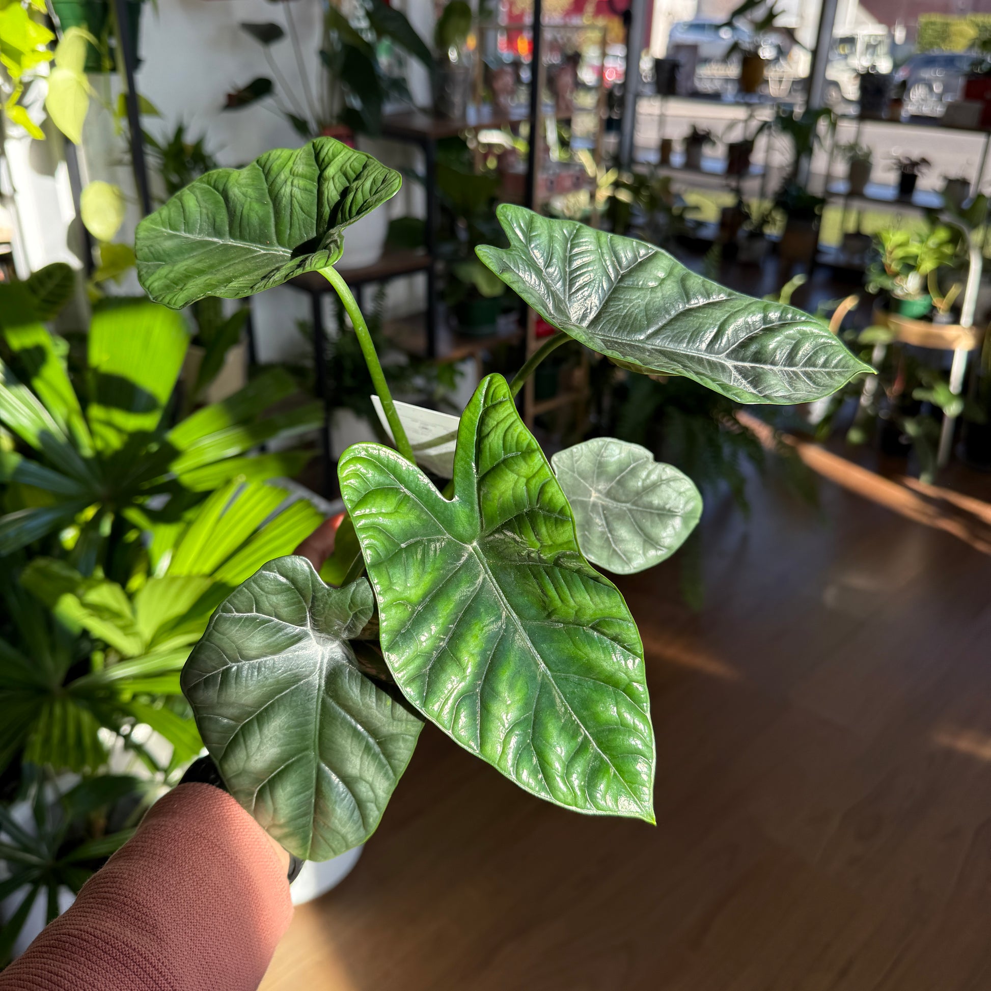 Alocasia 'Sinuata'