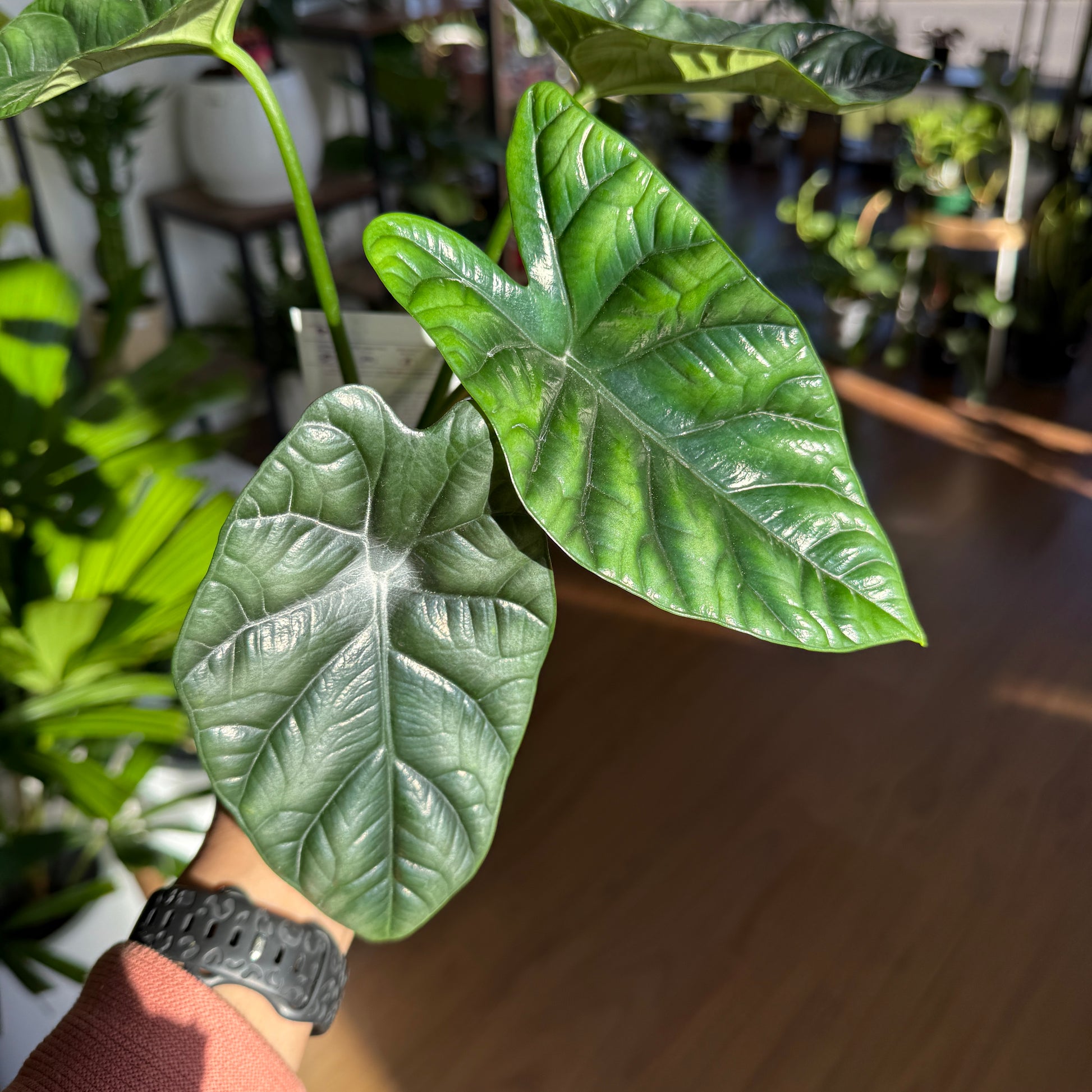 Alocasia 'Sinuata'