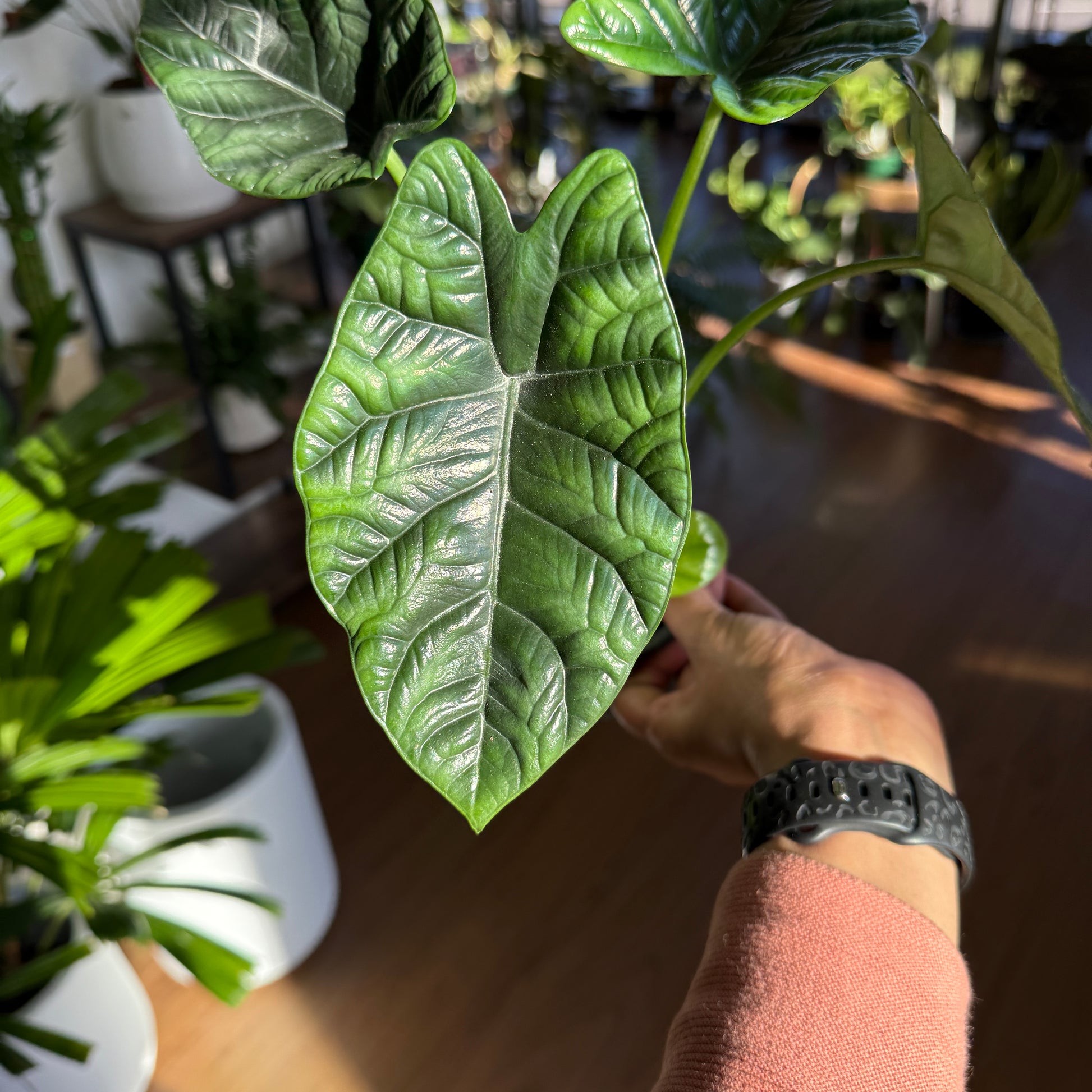 Alocasia 'Sinuata'