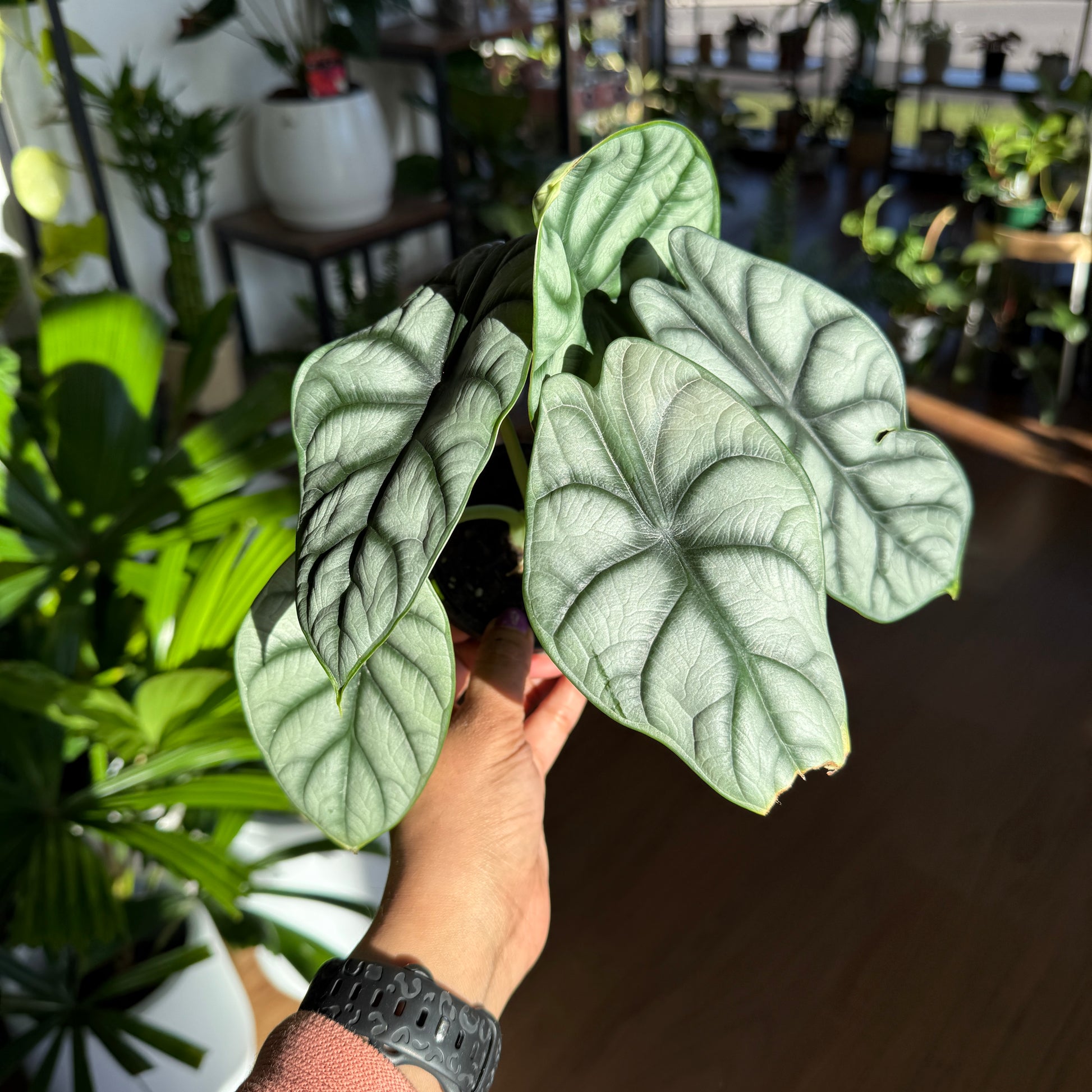 Alocasia 'Silver Dragon'