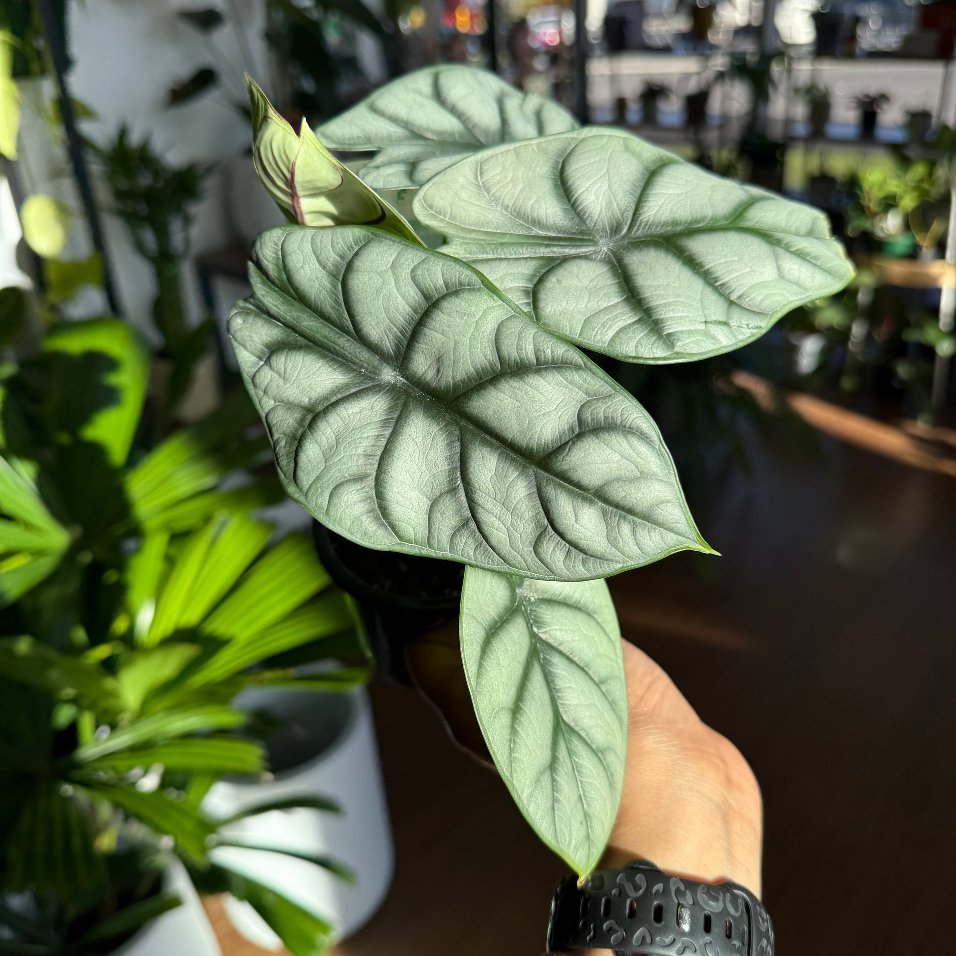 Alocasia 'Silver Dragon'