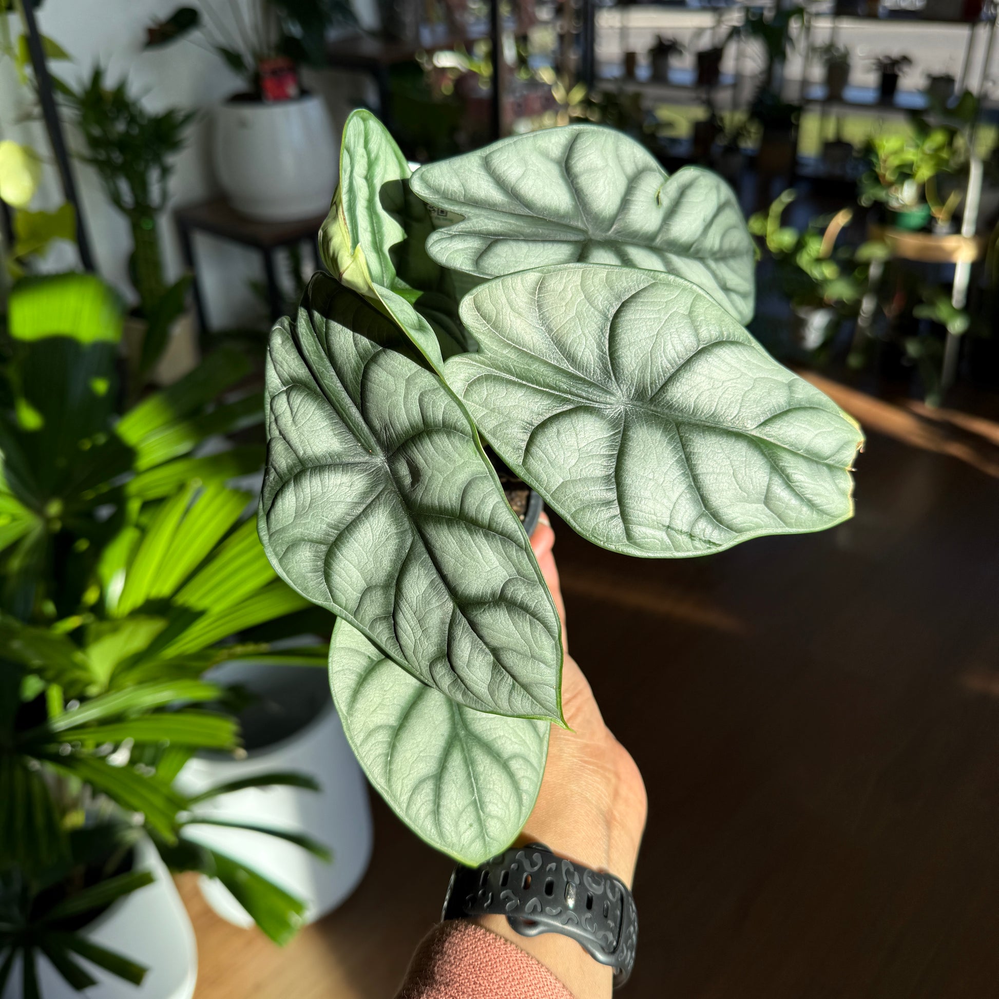 Alocasia 'Silver Dragon'