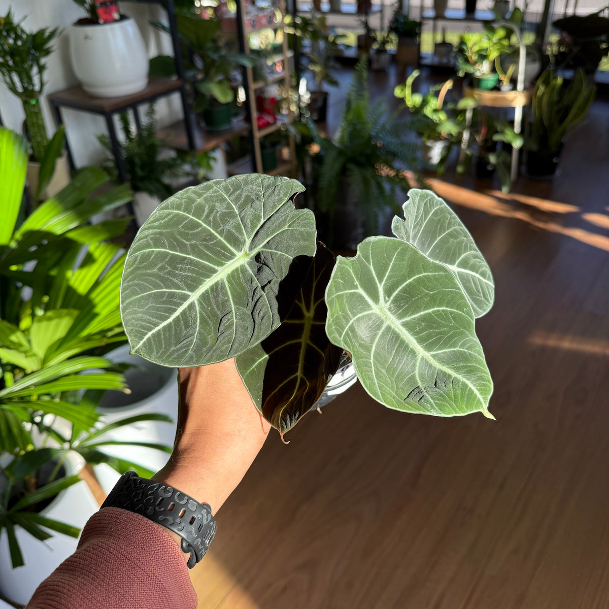 Alocasia 'Black Velvet'