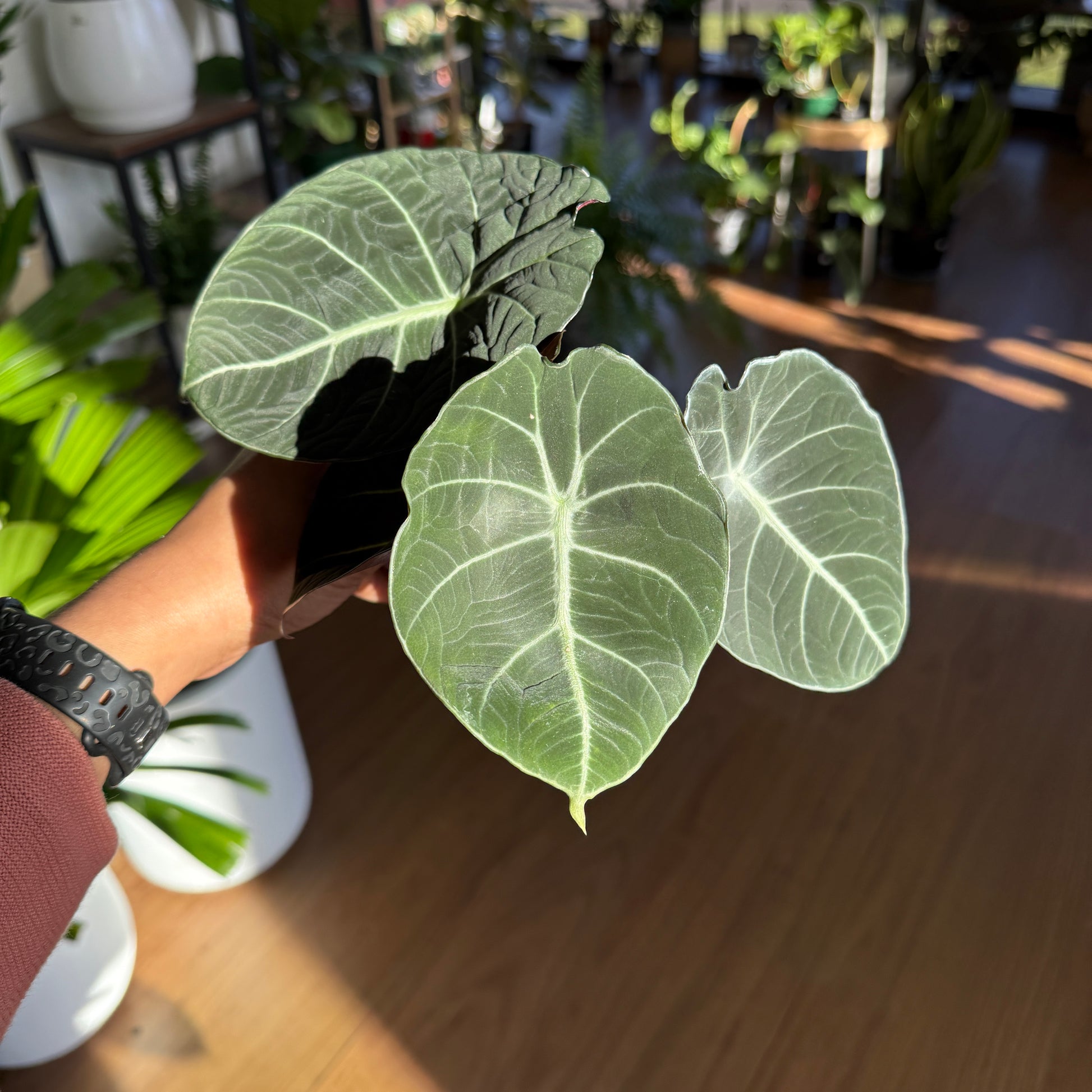 Alocasia 'Black Velvet'