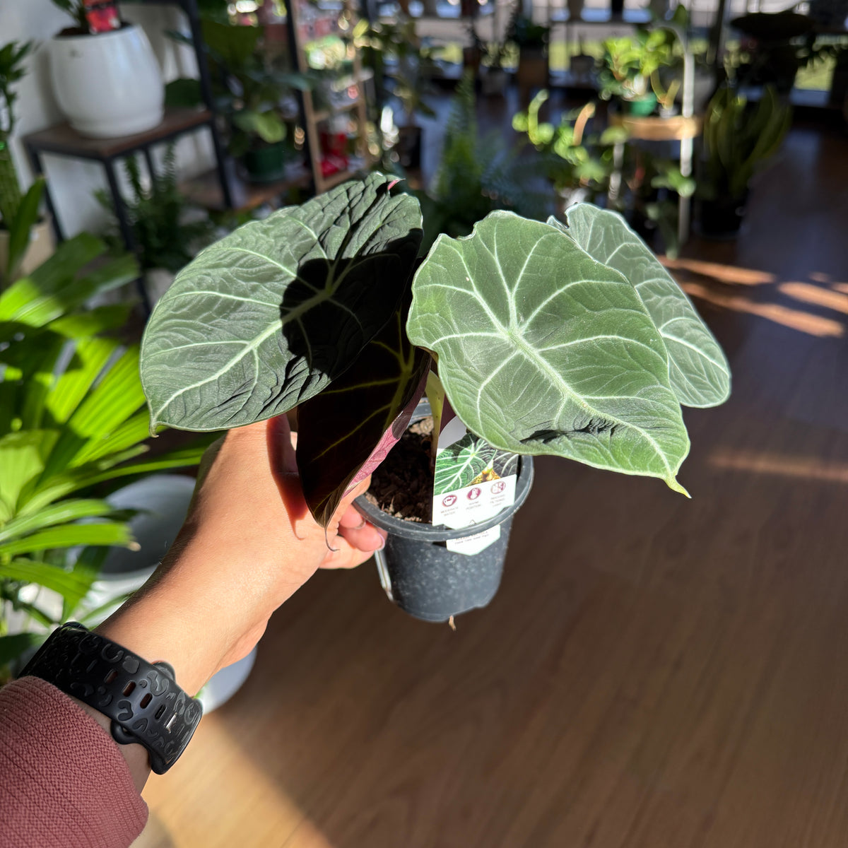 Alocasia 'Black Velvet'