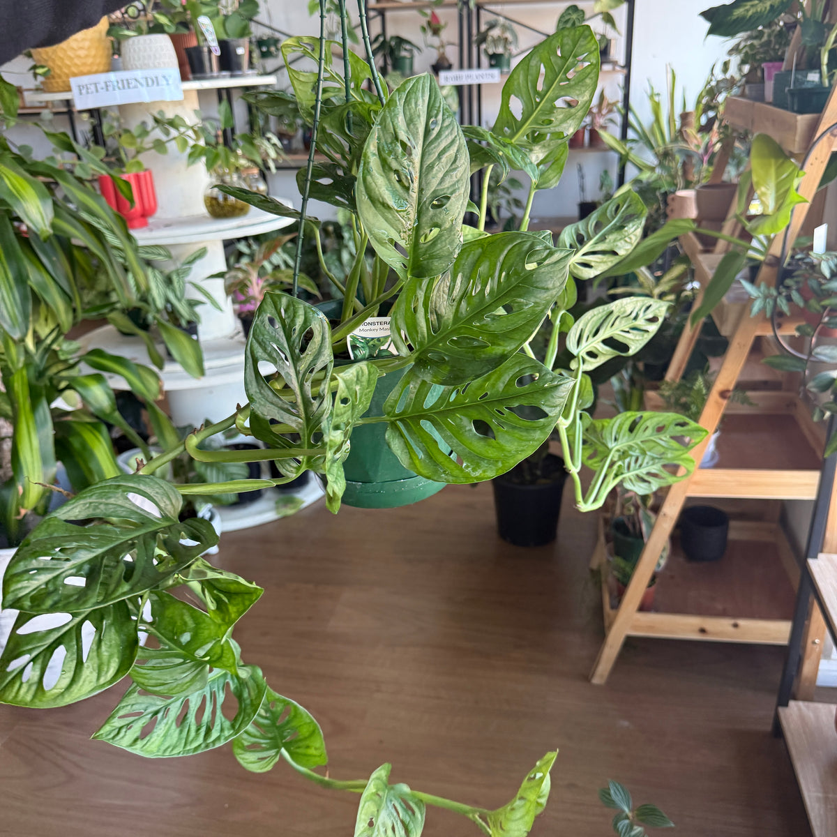 Monstera ‘Monkey Mask’