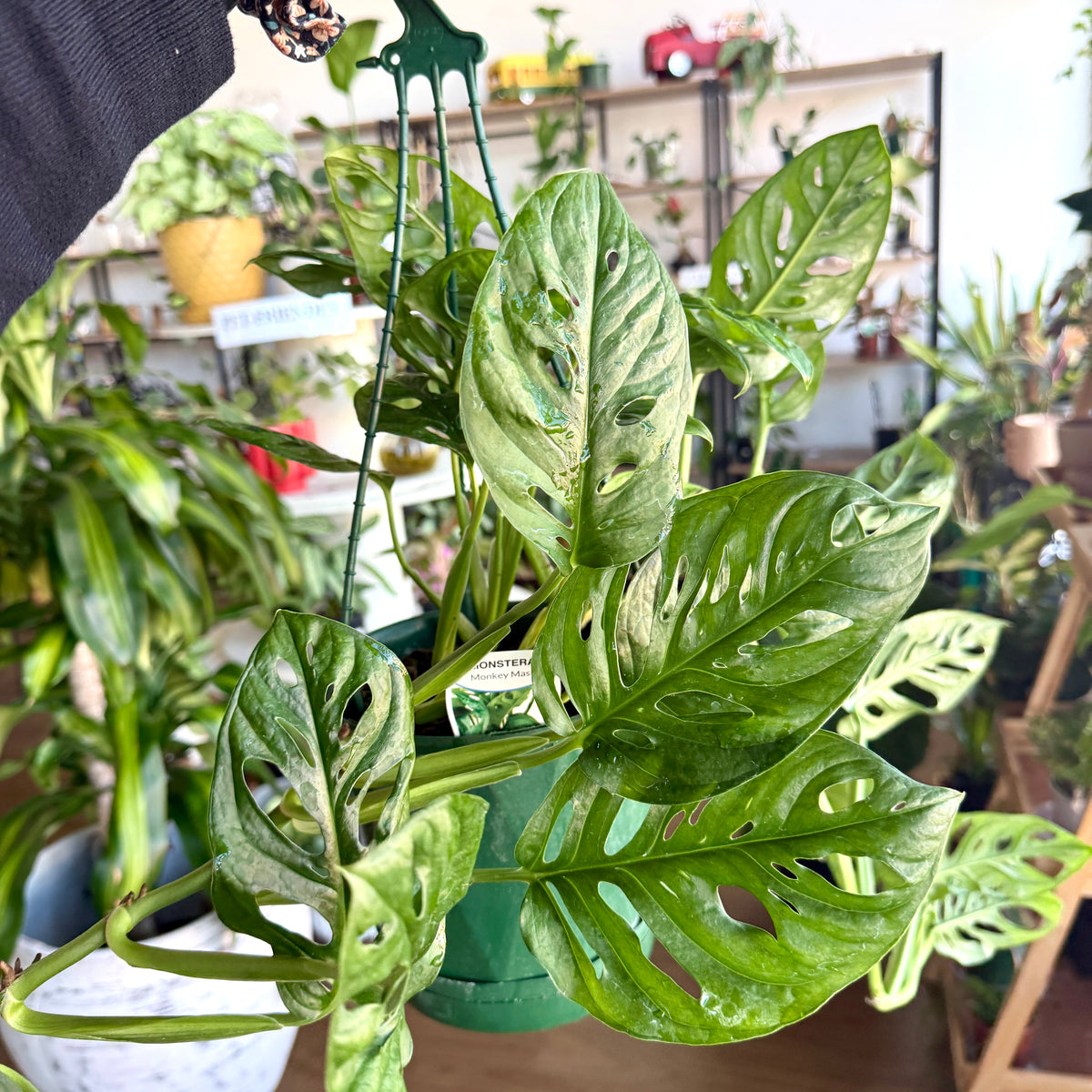 Monstera Monkey Mask Swiss cheese plant indoor Sydney