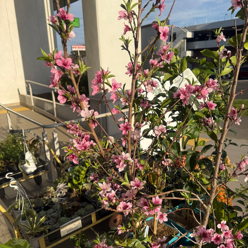 Nectraine Plant
