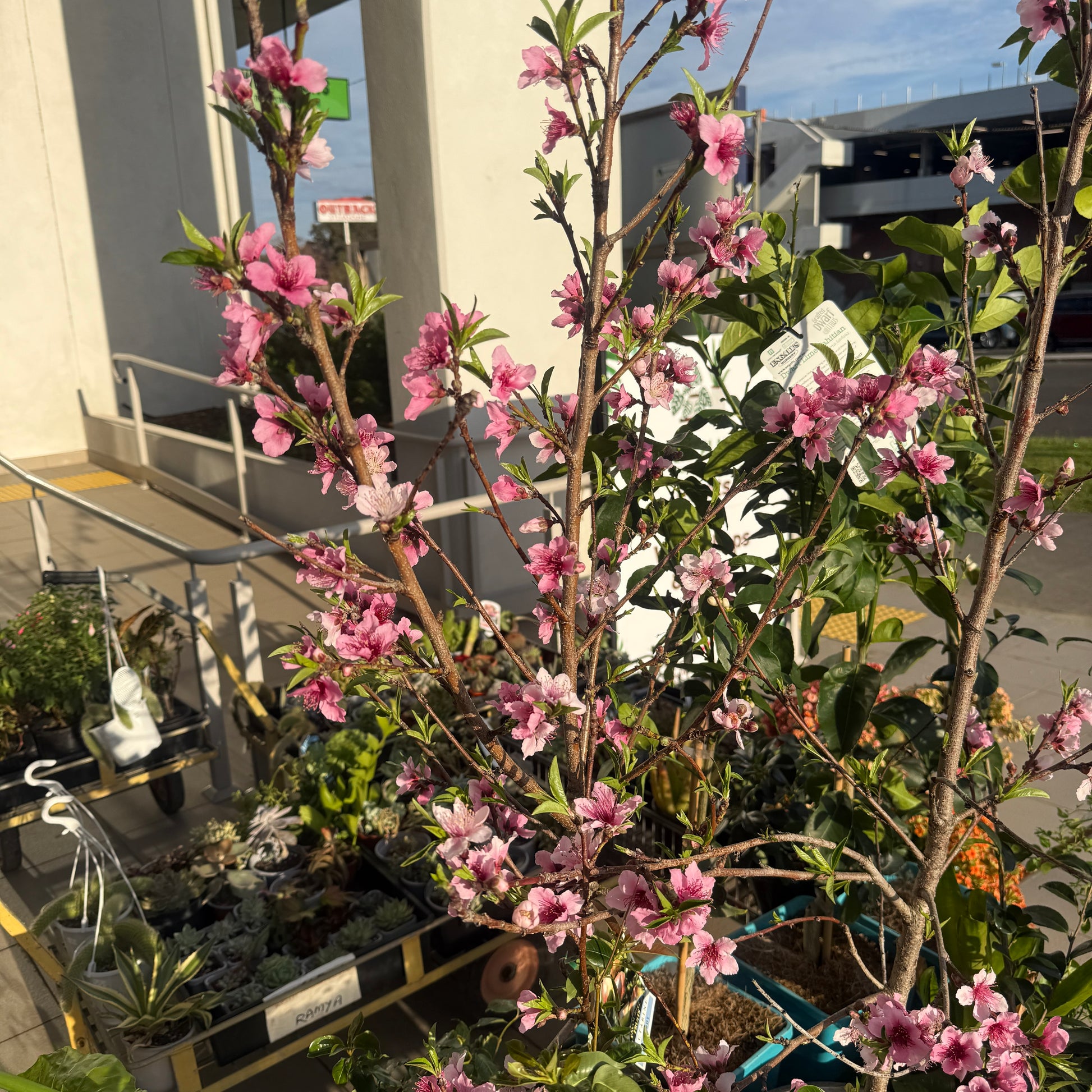 Nectraine Plant