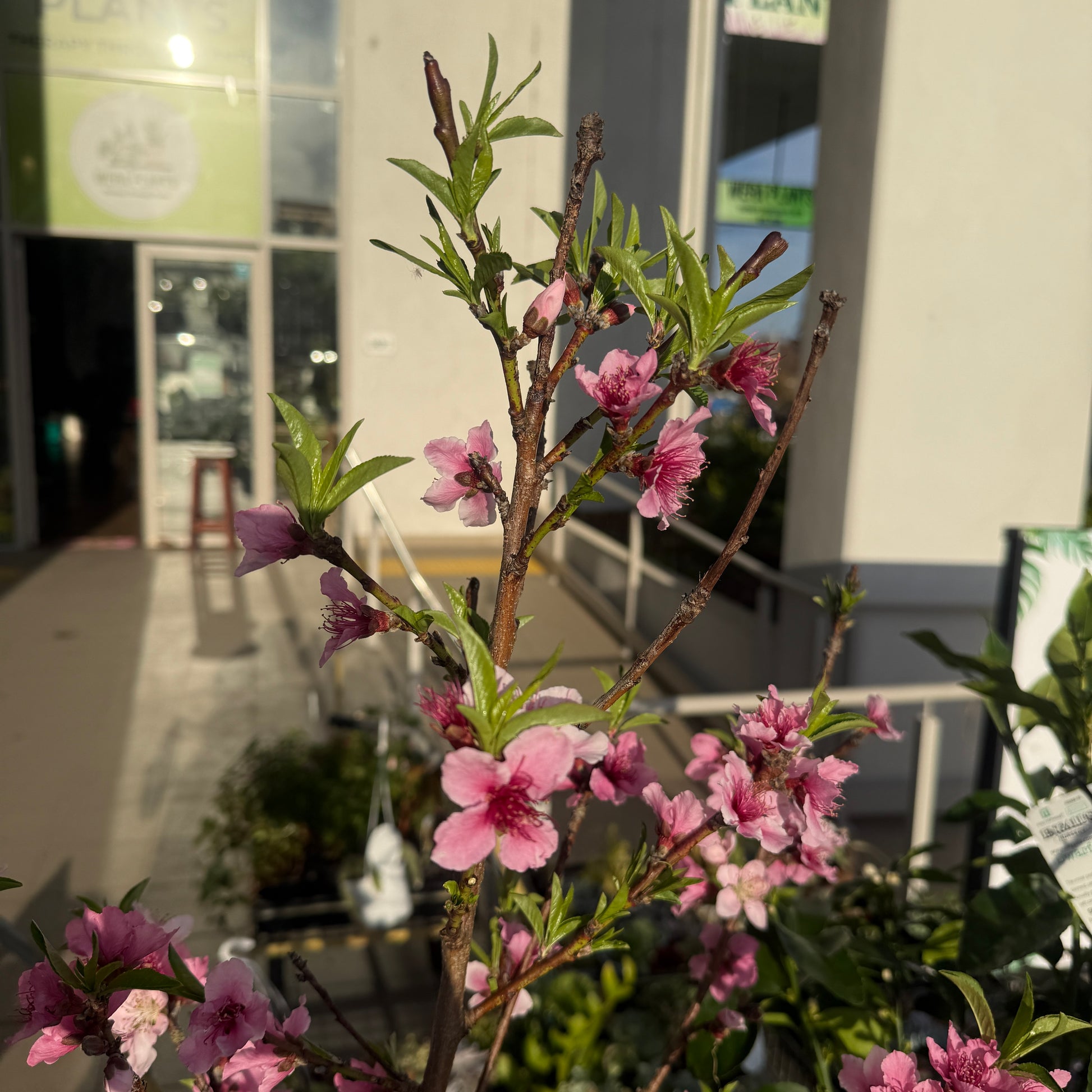 Nectraine Plant
