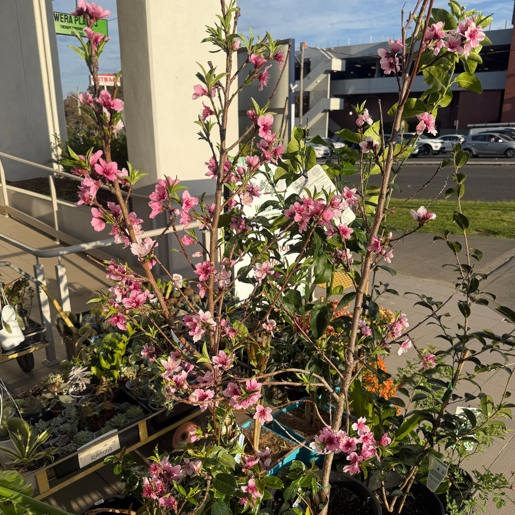Nectraine Plant
