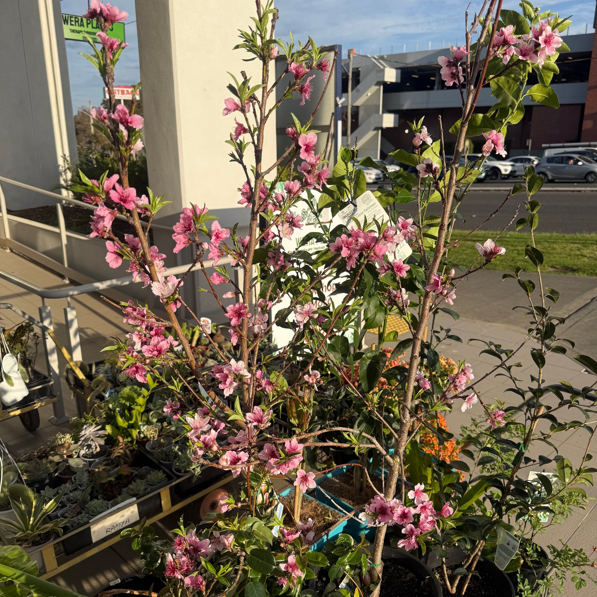 Nectraine Plant