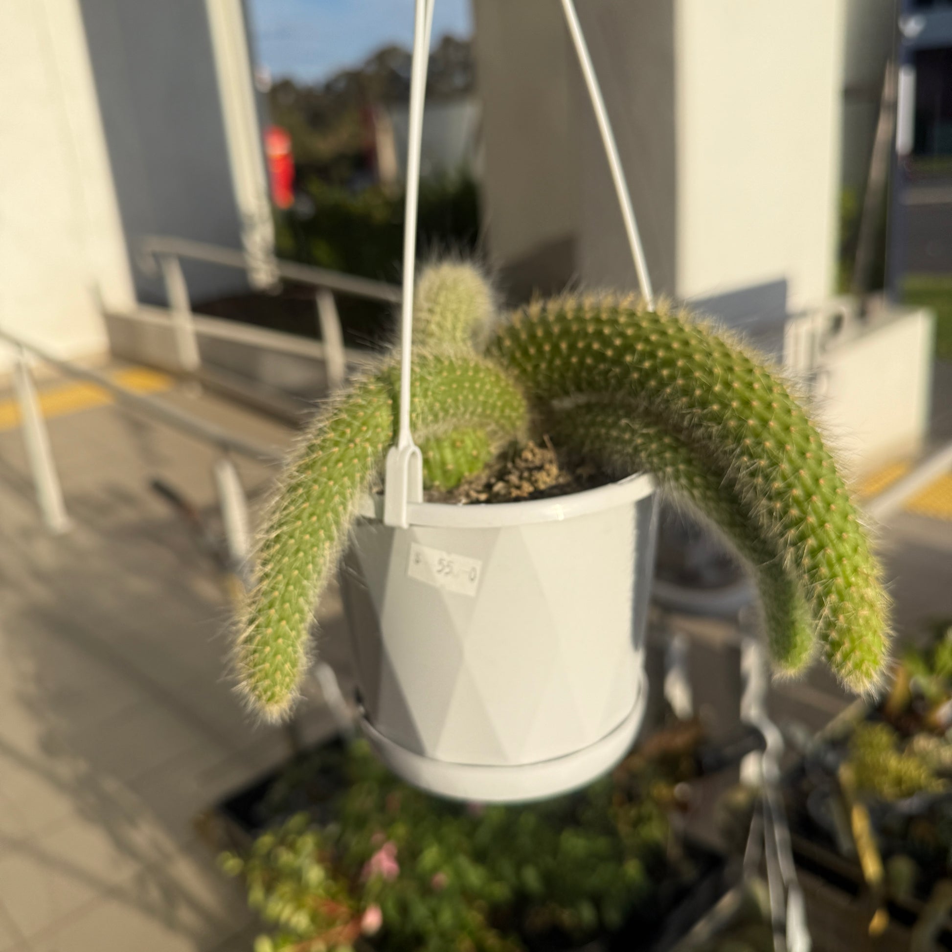 Cleistocactus Colademononis- Monkey’s Tail Cactus