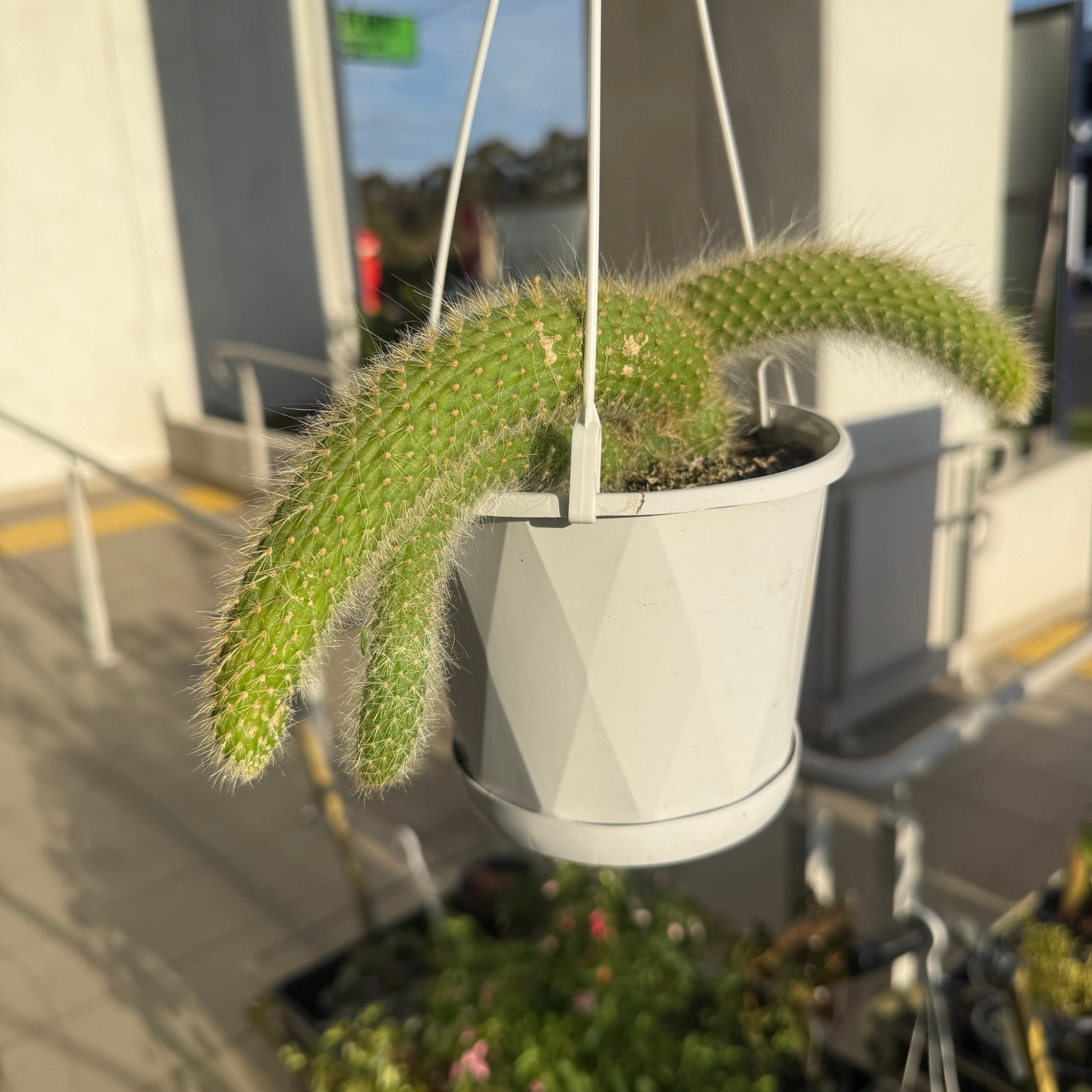 Cleistocactus Colademononis- Monkey’s Tail Cactus