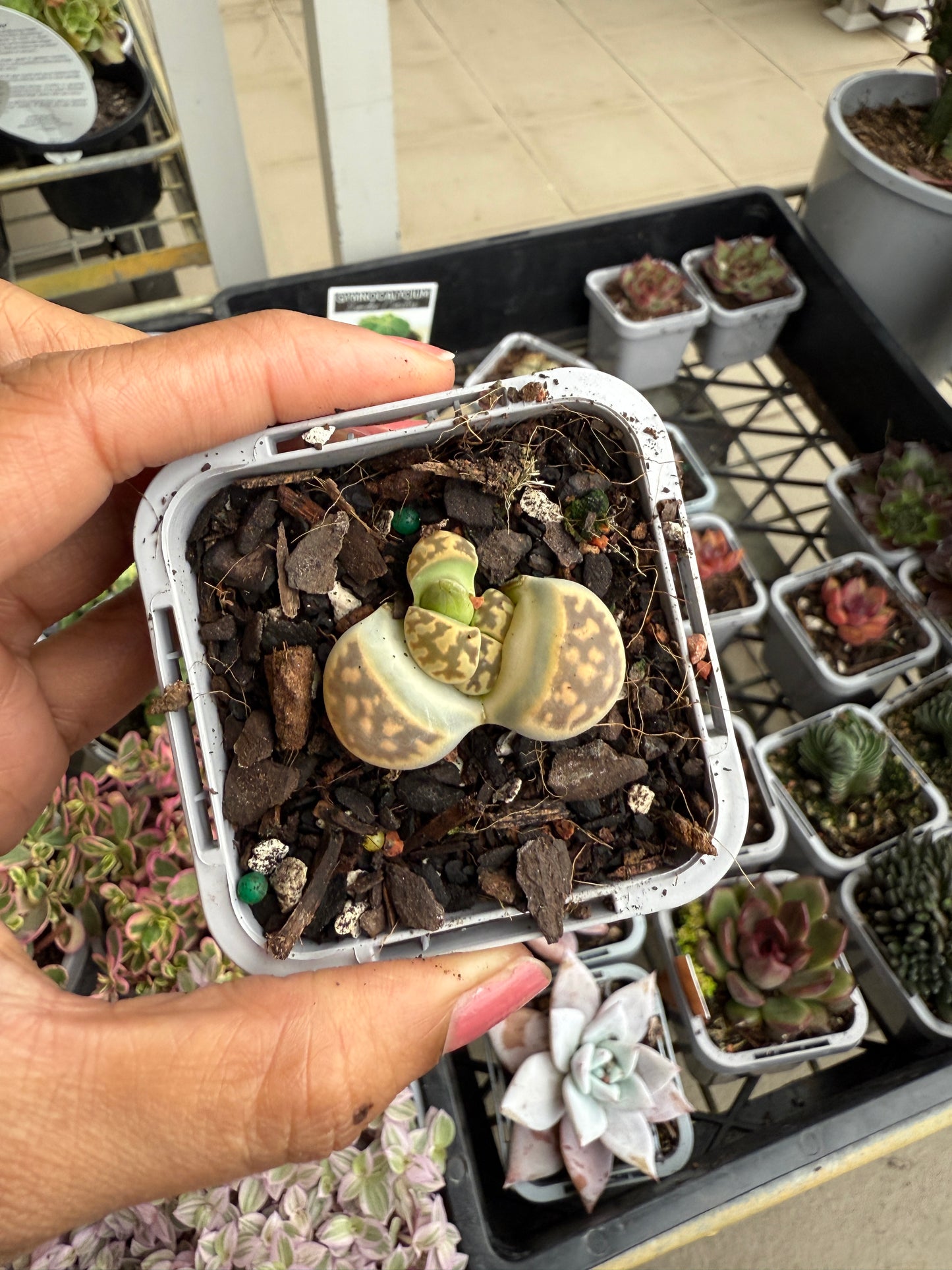 Lithops 'Living Stone'